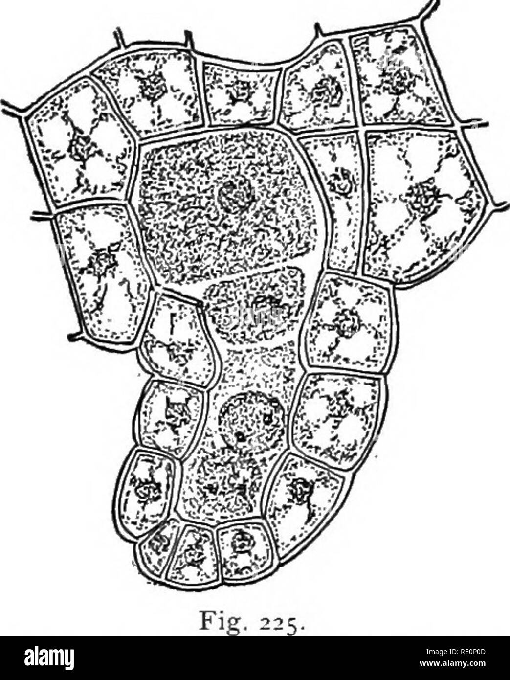 . Elementary botany. Botany. tered over this portion of the prothalhum. These are the an- theridia. If the pro- thallia have not been ^^^ .^ / watered for a day or so, we may have an opportunity of see- ing the spermato- zoids coming out of the antheridiura, for when the prothalha &lt;, ,. , ,^ . ,. p^:'&quot;'- „ , ^ bection or anthendia showing sperm cells, and spermato- are freshly placed in ™'&lt;'= ™ &quot;^= °&quot;^ &quot;gi&quot;- water the cells of the antheridium ab- sorb water. This presses on the con- tents of the antheridium and bursts the cap cell if the antheridium is ripe, and  Stock Photo