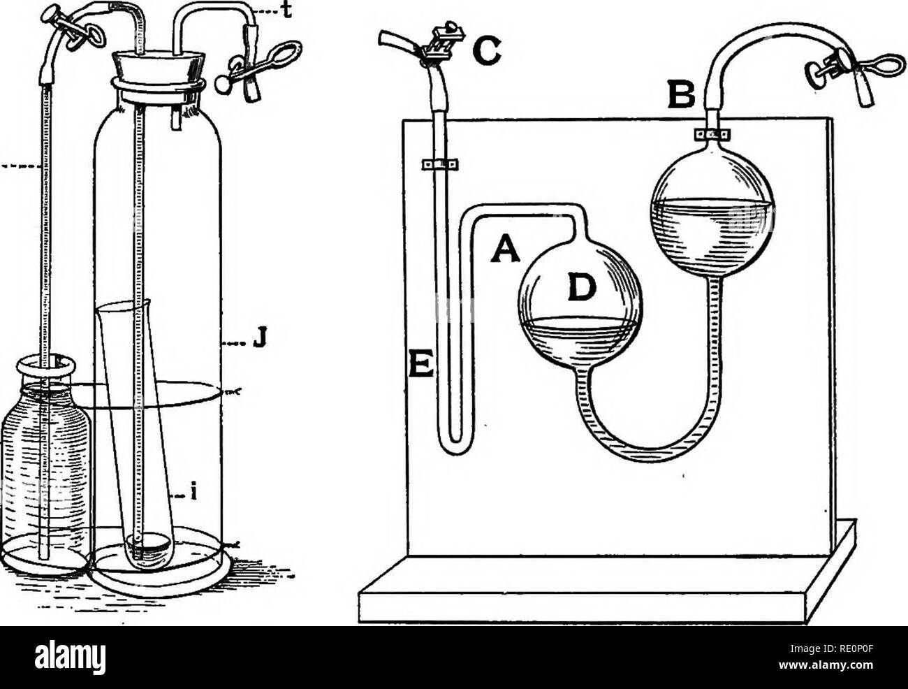 . Practical physiology of plants. Plant physiology; 1894. CH. II] ,GAS ANALYSIS. 39 tion purposes. The analysis is made in the following manner:—A strong KHO solution (1 in 2) is introduced into B (fig. 8) until its level reaches A, and then by blow- 1-... Fig. 7. Exp. 52. Fig. 8. Exp. 52. ing down B the KHO is forced up the fine tube B and into a thick-walled india-rubber tube connected with it. As soon as the solution appears at the open end of the tube, the clamp G is closed. The tubes G and F (fig. 9) of the measuring burette are then a little over ^ filled with water, care being taken tha Stock Photo