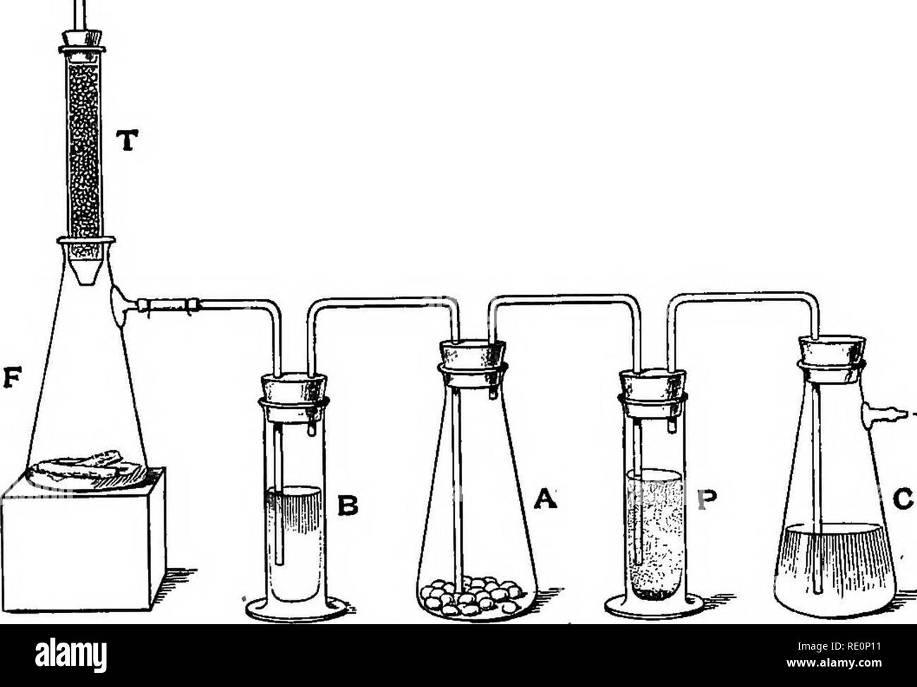 . Practical physiology of plants. Plant physiology; 1894. RESPIRATION. [CH. flask, another washing bottle B containing baryta water is fitted between F and the experimental flask, A. The drop-aspirator figured by Detmer' answers very well.. Fio. 2. Exp. 3. it is made from a distillation tube and is attached to a tap through which a current of water in detached drops passes, and produces a correspondingly slow suction- current of air at the side tube (c in Detmer's figure)* The outflow tube should be about 2 feet in length to insure that the suction is strong enough. In the absence of a drop-as Stock Photo