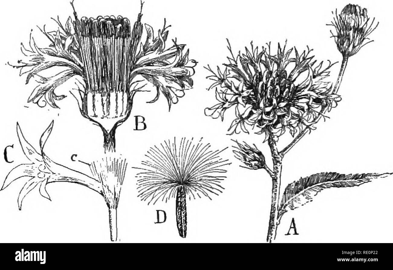 . Nature and development of plants. Botany. DEVELOPMENT OF PLANTS 491 both, and characterized by free anthers. The more familiar are: The marsh elder {Iva), ragweed {Ambrosia), and clot-bur and cockle-bur {Xanthium). These three alliances are apparently the most recently evolved of the angiosperms, and owing to their numerous variations that have been so successful in meeting the present conditions upon. Fig. 342. A common tubular flower of the Thistle family: A, inflores- cence of the ironweed {Vernonia). B, sectional view of the inflorescence, only the outer flowers in bloom. C, enlarged vie Stock Photo