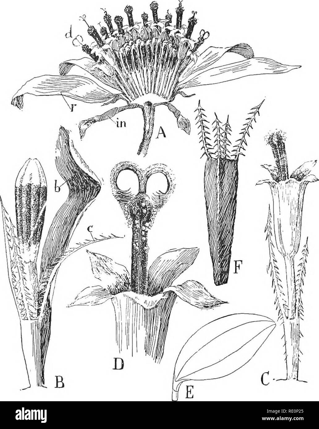 . Nature and development of plants. Botany. 490 THE CAMPANULALES pally North American in its distribution, that has become sepa- rated from the Carduaceae through degeneration. The heads contain a few greatly reduced wind-pollinated flowers that are always imperfect and generally lacking in calyx or corolla, or. Fig. 341. Flowers and fruit of Bidens: A, sectional view of the inflor- escence—-r, ray flowers; d, disc flowers; in, bracts of the involucre. B, disc flower before opening, the shaded region showing the position of the anthers in the corolla—c, calyx in the form of downwardly barbed b Stock Photo