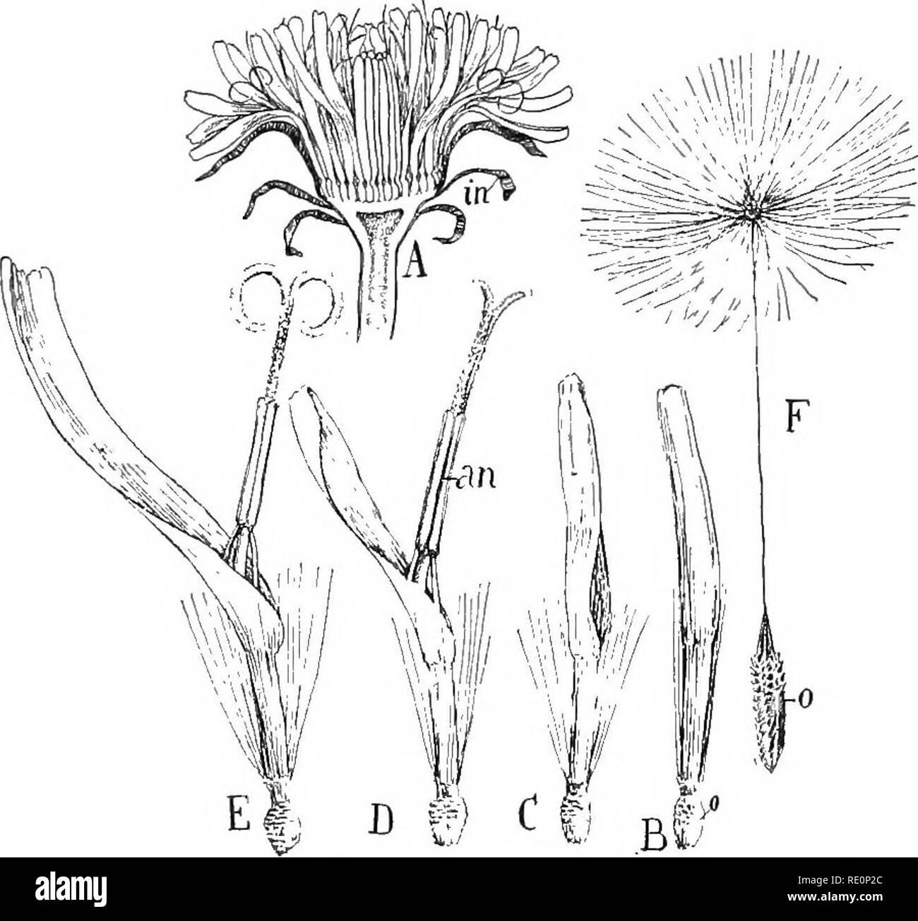 . Nature and development of plants. Botany. 486 THE CAMPANULALES flowers in heads subtended by one or more rows of bracts that form a calyx-like involucre (Fig. 338, in). This type of in- florescence might readily be mistaken for a single flower as the buttercup, rose, etc. This tendency to group the flowers in heads and compact clusters has been attained in several orders, notably the mustards, peas, Umbelliferae, mints, scrophularias, and especially in the Teasel family, page 482. But in no group has the aggregation been so successful and coupled with such efficient types of flowers. Leaving Stock Photo
