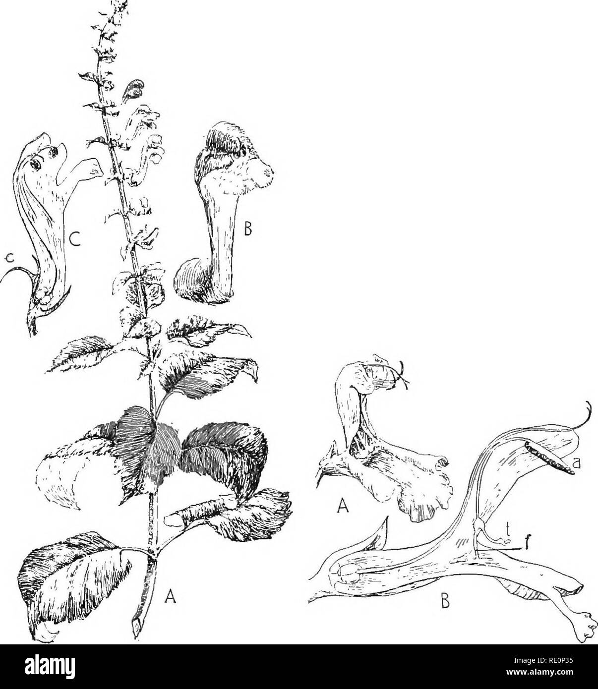. Nature and development of plants. Botany. DEVELOPMENT OF PLANTS 477. Fig. 331. Fig. 332. Fig. 331. A common species of the Mint family: A, inflorescence of the skullcap (Scutellaria). Note the square stem, opposite leaves. Why are all the flowers facing one way? B, flower enlarged, showing the two-lobed under lip and the three-lobed upper lip which conceals the sporophylls. C, section of the flower. Ovary four-Iobed, stamens cohering with the corolla and anthers concealed with the stigma beneath upper lip. Purpose of the crest, c, on the calyx? Fig. 332. Flower of the sage (Salvia): A, flowe Stock Photo