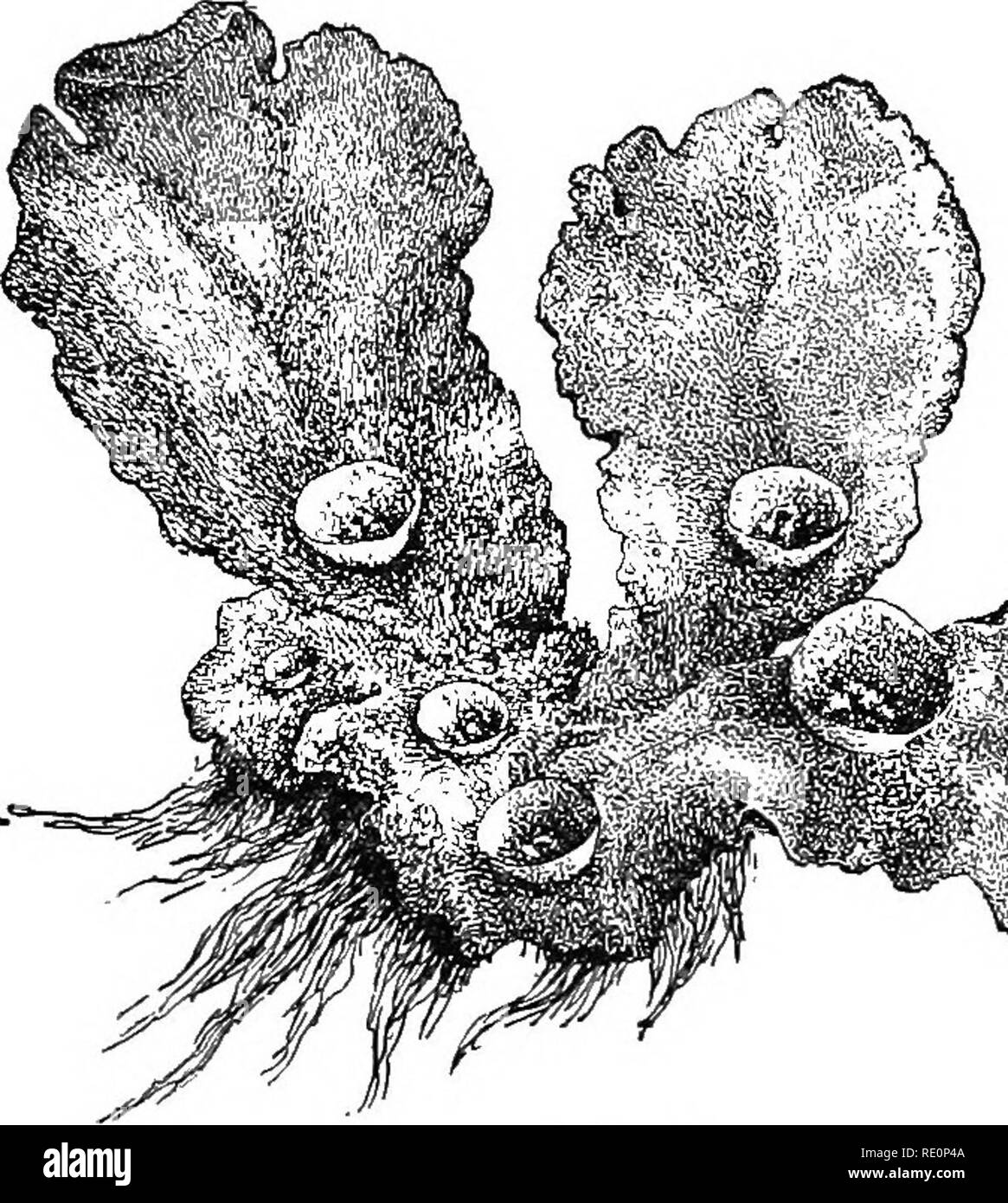 . Elementary botany. Botany. LIVERWORTS: MARCHANTIA. 153 attachment at the base of tlie archegonium. Soon, as shown in fig. 185 at the right, the outer portion of the sporogonium begins to differentiate into the cells which form the eUiters and those which form spores. These lie in radiating lines side by side, and form what is termed the archesforiuin. Each fertile cell forms four spores just as in riccia. They are thus called the mother cells of the spores, or spore mother cells. 326. How marchantia multiplies.—New plants of marchantia are formed by the germination of the spores, and growth  Stock Photo