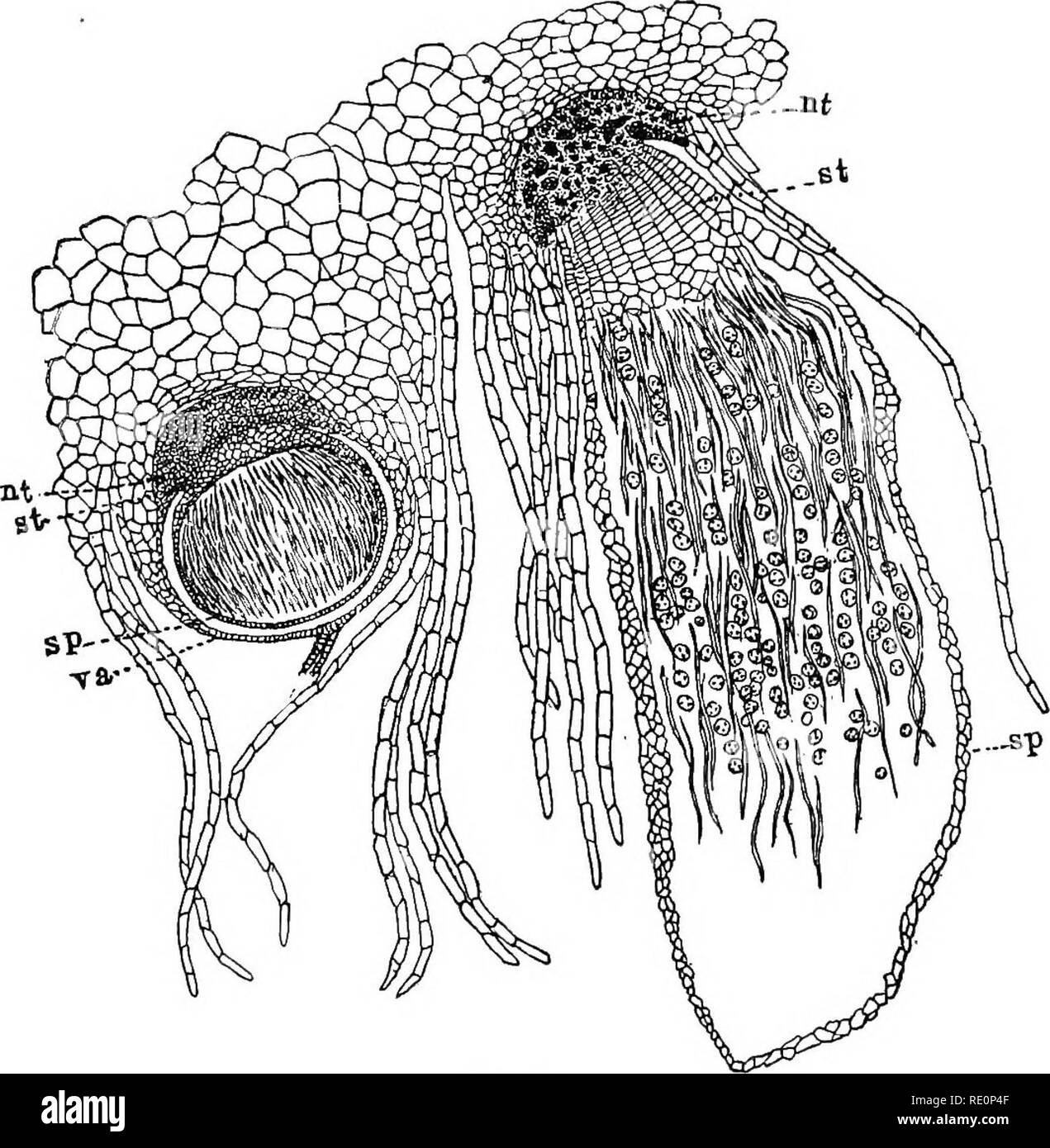 Gametophyte sporophyte hi-res stock photography and images - Page 3 - Alamy Gametophyte sporophyte hi-res stock photography and images - Page 3 - Alamy