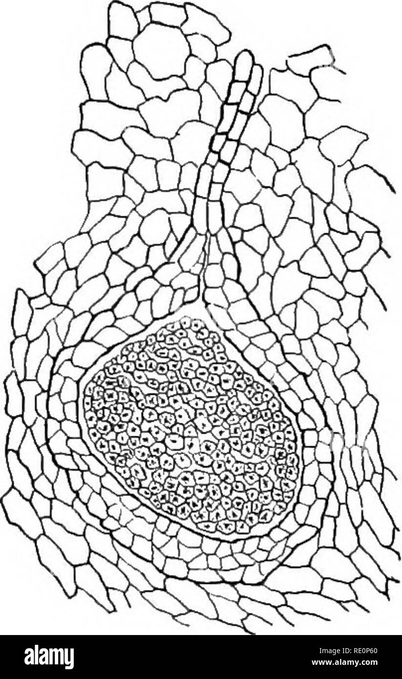 . Elementary botany. Botany. LIVERWORTS: RICCIA. 143 All the inner cells, which are richer in protoplasm, divide into four cells each. Each of these cells becomes a spore with a thick wall, and is shaped like a triangular pyramid whose sides are of the same extent as the base (tetrahedral). These cells formed in. a-T. Please note that these images are extracted from scanned page images that may have been digitally enhanced for readability - coloration and appearance of these illustrations may not perfectly resemble the original work.. Atkinson, George Francis, 1854-1918. New York, H. Holt Stock Photo