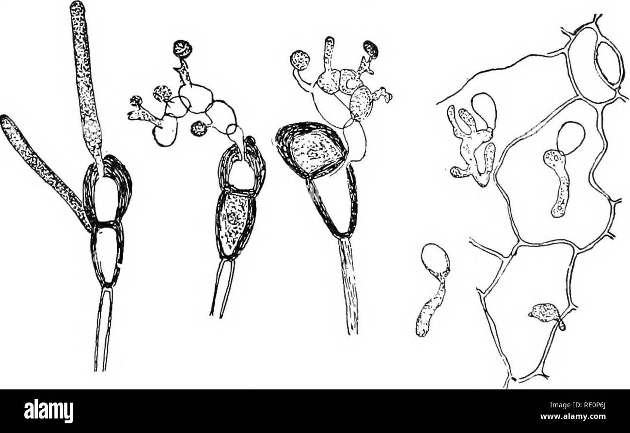 . Elementary botany. Botany. Fig. 159. Germinating uredospore of wheat rust. (After Marshall- Ward.) Fig. 160. Germ tube entering the leaf through a stoma.. Fig. 101. Teleutospore germi- nating, forming promy- celium. Figs. 161-163 Fig. 162. Promycelium of ger. minating teleutospore, forming sporidia. â Puccinia graminis (wheat rust) Fig. 163. Germinating sporidia entering leai of barberry by mycelium. (After Marshall-Ward.). Please note that these images are extracted from scanned page images that may have been digitally enhanced for readability - coloration and appearance of these illustrati Stock Photo
