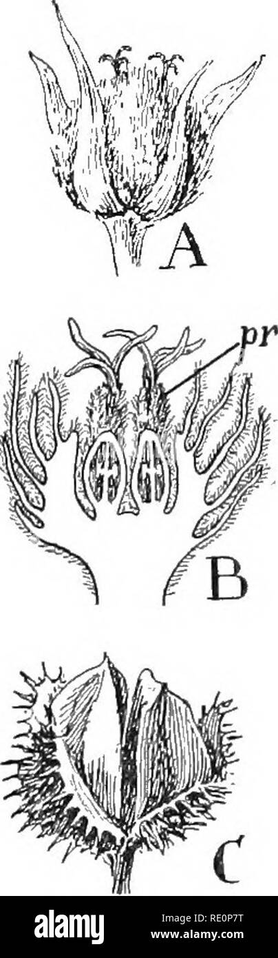 . Nature and development of plants. Botany. Fig. 299. Fig. 300. Fig. 299. The Beech family, order Fagales: A, inflorescence of oak (Quer- cus)—s, staminate ament; p, pistillate inflorescence. B, staminate flower surrounded by a perianth of slightly united bracts. C, pistillate flowers with numerous bracts surrounding base of ovary. D, section of flower, the pistil being composed of three carpels and the inner bracts adnate to the ovary. E, fruit of oak, the cup consisting of the modified outer bracts shown in C and D and the nut has developed from the ovary and one of its ovules. Fig. 300. Flo Stock Photo