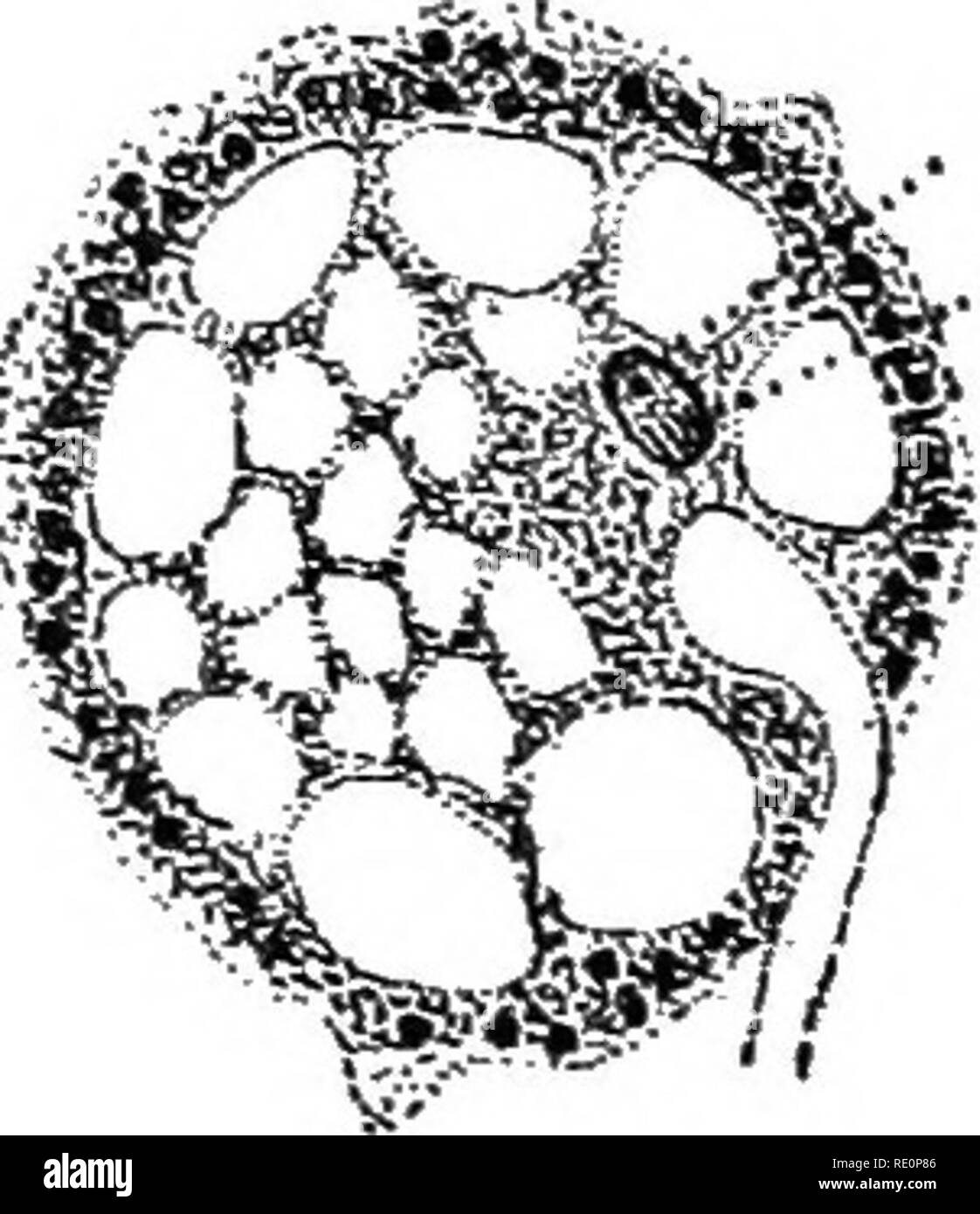 . Elementary botany. Botany. *t .4.-. if ^. Fig. 143. Fertilization in Peronospora alsinearum; tube from antheridium carrying in the sperm nucleus in figure at the left, female nucleus near; fusion of the two nuclei shown in the two other figures. (After Berlese.) are not developed here, but a nucleus in the antheridium reaches the egg cell. It sinks in the protoplasm of the egg, comes in contact with the nu- cleus of the egg, and fuses with it. Thus fertilization is accomplished.. Please note that these images are extracted from scanned page images that may have been digitally enhanced for re Stock Photo