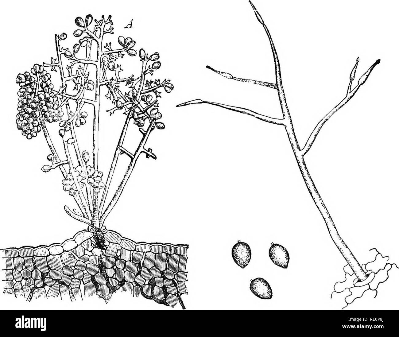 . Elementary botany. Botany. 126 MORPHOLOG Y. power the two cilia on the end may be seen, or we may make them more distinct by treatment with Schultz's solution, draw- ing some under the cover glass. The zoogonidium is oval and the cilia are at the pointed end. After they have been at rest. Fig. 139- Downy mildew of grape (Plasinopora viti- cola), sliowingtuft or gonidiophores bearing gonidia, also intercellular mycelium. Millardet.) (After Fig. 140. Phytophthora infestans showing pe- culiar branches; gonidia below. for some time they often slip out of the thin wall, and swim again, this time  Stock Photo