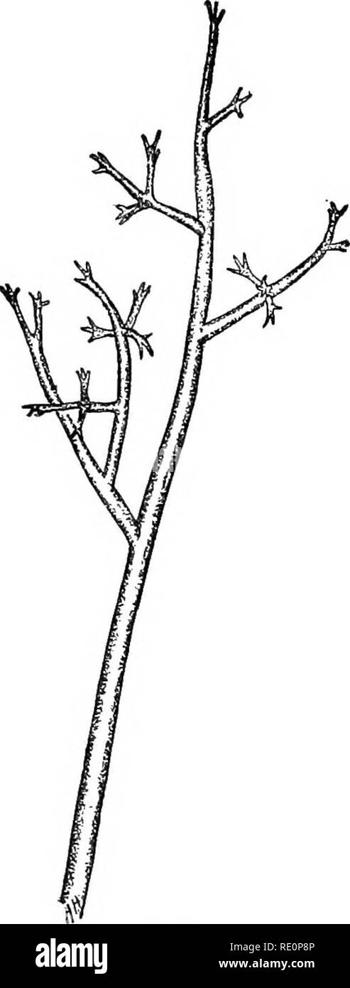 . Elementary botany. Botany. Fig. 137. Branching hypha of Peronospora alsinearum. Fig. 138. Branched hypha of downy mildew of grape shov.'ing peculiar branching (Plasmopara viticola).. Please note that these images are extracted from scanned page images that may have been digitally enhanced for readability - coloration and appearance of these illustrations may not perfectly resemble the original work.. Atkinson, George Francis, 1854-1918. New York, H. Holt Stock Photo