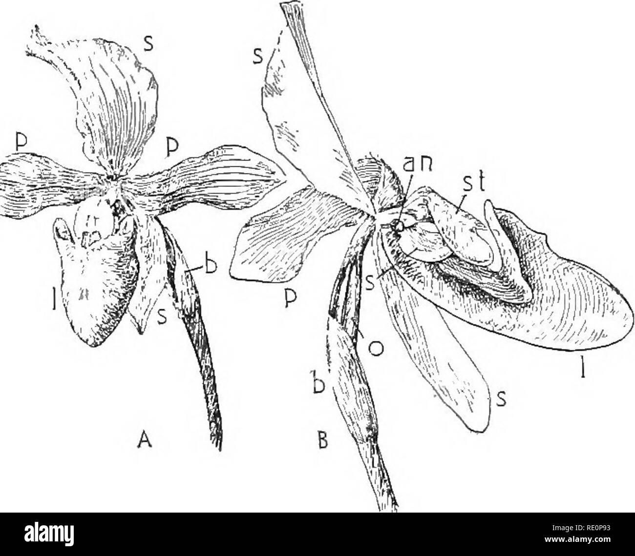 Another remarkable feature Cut Out Stock Images & Pictures Alamy