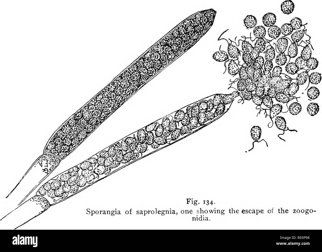 . Elementary botany. Botany. 124 MOKPHOLOG V. ordinary threads of the mycelium. Some of the threads should be mounted in fresh water. Search for some of those which. Fig- 134- Sporangia of saprolegnia, one showing the escape of the zoogo- nidia. show that the protoplasm is divided up into a great number of small areas, as shown in fig. 134. With the low power we should watch some of the older ap- pearing ones, and if after a few minutes they do not open, other preparations should be made. 282. Zoogonidia of saprolegnia.—The sporangium opens at Fig- 135- Branch of saprolegnia showing oogonia wi Stock Photo
