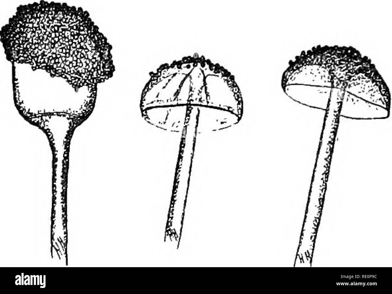 . Elementary botany. Botany. Fig. 133. A mucor (Rhizopus nigricans); at left nearly mature sporangium with columella showing within; in the middle is ruptured sporangium with some of the gonidia clinging to the colu- mella ; at right two ruptured sporangia with everted columella. capable of growing and forming the mycelium again, called chlamydospores. They are sometimes Water Moulds (Saprolegnia). 279. The water moulds are very interesting plants to study because they are so easy to obtain, and it is so easy to observe a type of gonidium here to which we have referred in our studies of the al Stock Photo