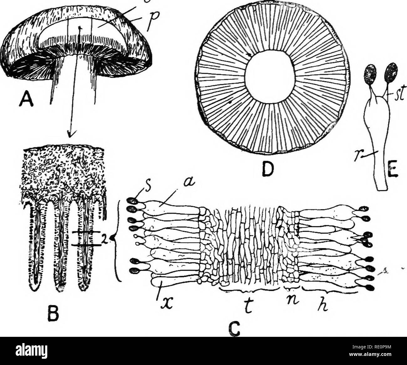 . Agricultural botany, theoretical and practical. Botany, Economic; Botany. 742 FUNGI as 'the mushroom,' which is a complicated fructification or sporophore of the fungus. In the earhest stages the sporophores are small oval tubercles (r. Fig. 251) of closely-woven hyphae, in which very little differentiation of parts is observable. The mature sporophore, however, consists of a stalk or 0. Fig. 252,—At Sporophore of the common mushroom : at ^ a slice has been cut from the pileus (slightly reduced). &quot; B^ Portion of the pileus and lamellae cut across in A (enlarged 30 diameters). C, Transve Stock Photo