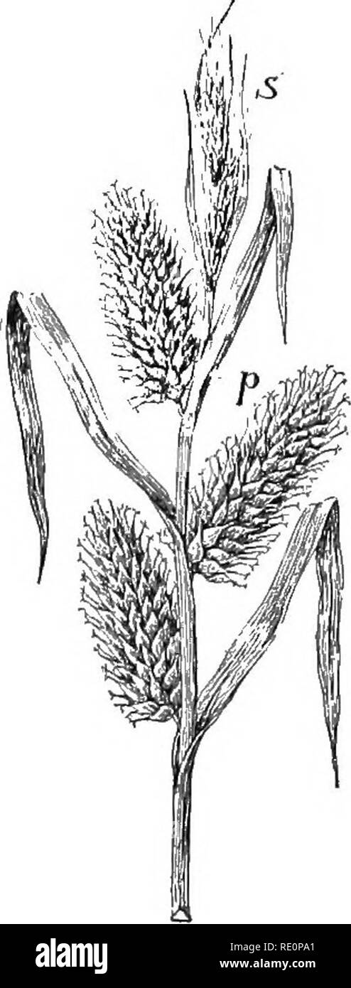 . Nature and development of plants. Botany. FiG. 284. Fig. 285. Fig. 284. Flower and fruit of grass: ^A, a single flower with the two enveloping bracts opened, exposing the stamens and pistil with feathery stigmas. 3B, flower with outer firm bract removed—I, lodicules; st, stigma. 6, mature fruit or grain—e, region of embryo. ,7, section through base of grain, showing the root, stem leaves, and scutellum, sc, or absorbing organ of the embryo; en, endosperm. 7A, diagram of a few of the outer cells of the scutellum, sc. Fig. 285. Inflorescence of one of the sedges, Carex: p, spike of pistillate  Stock Photo