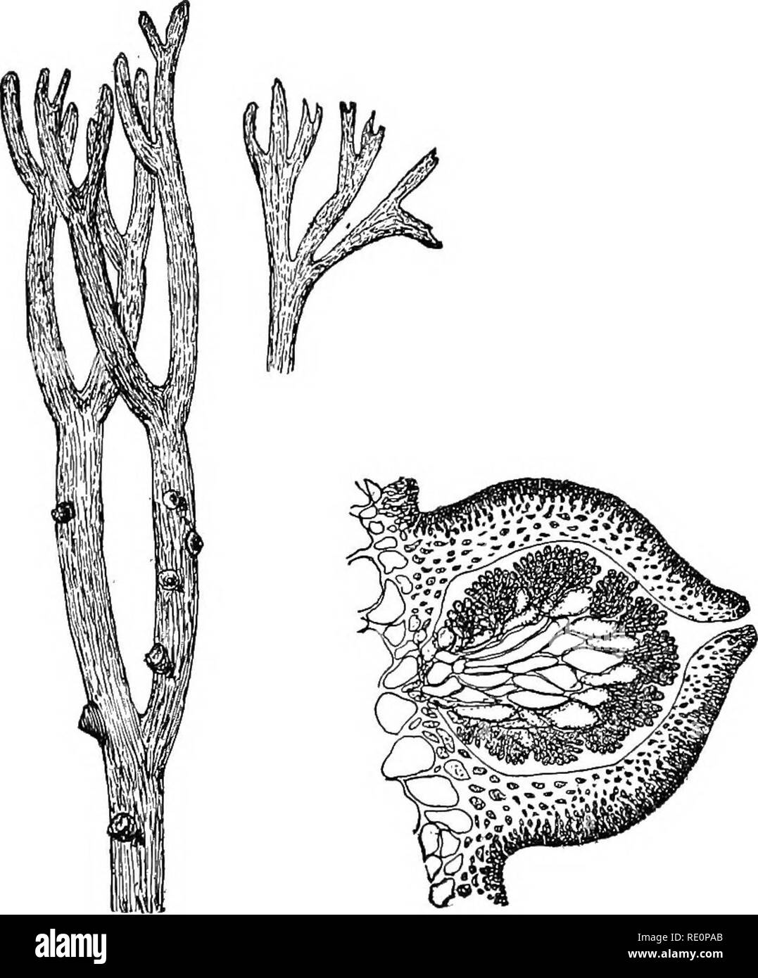 . Elementary botany. Botany. ii8 MORPHOLOG Y.. Fig. 126. Fig. 127. Gracillaria, portion of frond, Gracillaria, section of cystocarp showing position of cysto- showing spores, carps. 273. The principal groups of the algse are the following: ChlorophycecB. Green algse. Protococcoidese (the protococcus (Pleurococ- cus vulgaris); the red-snow plant (Sphserella nivalis), etc. Conjugateae (spirogyra, zygnema, Inougeotia, desniids, etc.). Siphonese (vaucheria). Confervoidese (oedogonium, chcetophora, cole- ochaete). CyanophycecB (nostoc, oscillatoria, etc.). The blue-green algse. PkcBophycecB (fucus, Stock Photo