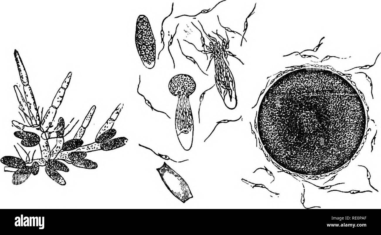. Elementary botany. Botany. BROWN AND RED ALG^. 117 phycecc (floridese). In gracillaria these fruit bodies occur scattered over the thallus. They are somewhat flask-shaped, are partly sunk in the. Fig. 122. Antheridia of fucus, branched threads. Fig. 123. Fig. 124. Antheridia of fucus with Egg of fucus surrounded escafping spermatozoids. by speriQatozoids. thallus, and the conical end projects strongly above the surface. The car- pospores are grouped in radiating threads within the oval cavity of the y''T:'li'-' Fig. 125. Fertilization in fucus ;/?£, female nucleus ; 7«?z, male nucleus&quot;; Stock Photo