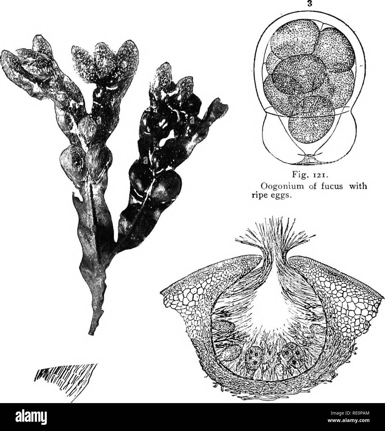 . Elementary botany. Botany. ii6 MORPHOLOG Y. 270. The red algae (Ehodophyceae).—The larger number of the so-called red alga; occur in salt water, though a few genera occur in fresh water.. Fig. 119, Portion of plant of fucus sliowing conceptacles in enlarged ends ; and below the vesicles (Fucus vescicu- losus). Fig. 120. Section of conceptacle of fucus, showing oogonia, and tufts of antheridia. (Lemanea grows only in winter in turbulent water of quite large streams. Batrachospermum grows in rather slow-running water of smaller streams. Both of these inhabit fresh water.) The plants of the gro Stock Photo
