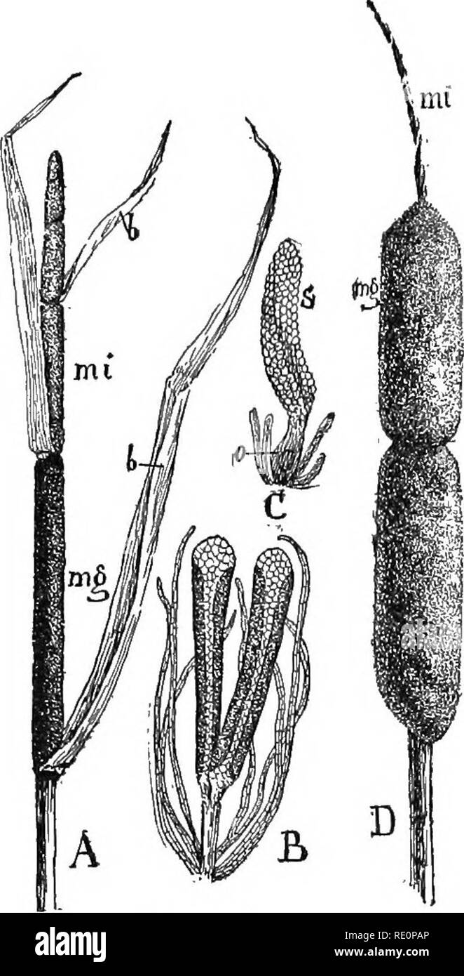 Nature And Development Of Plants Botany Development Of Plants
