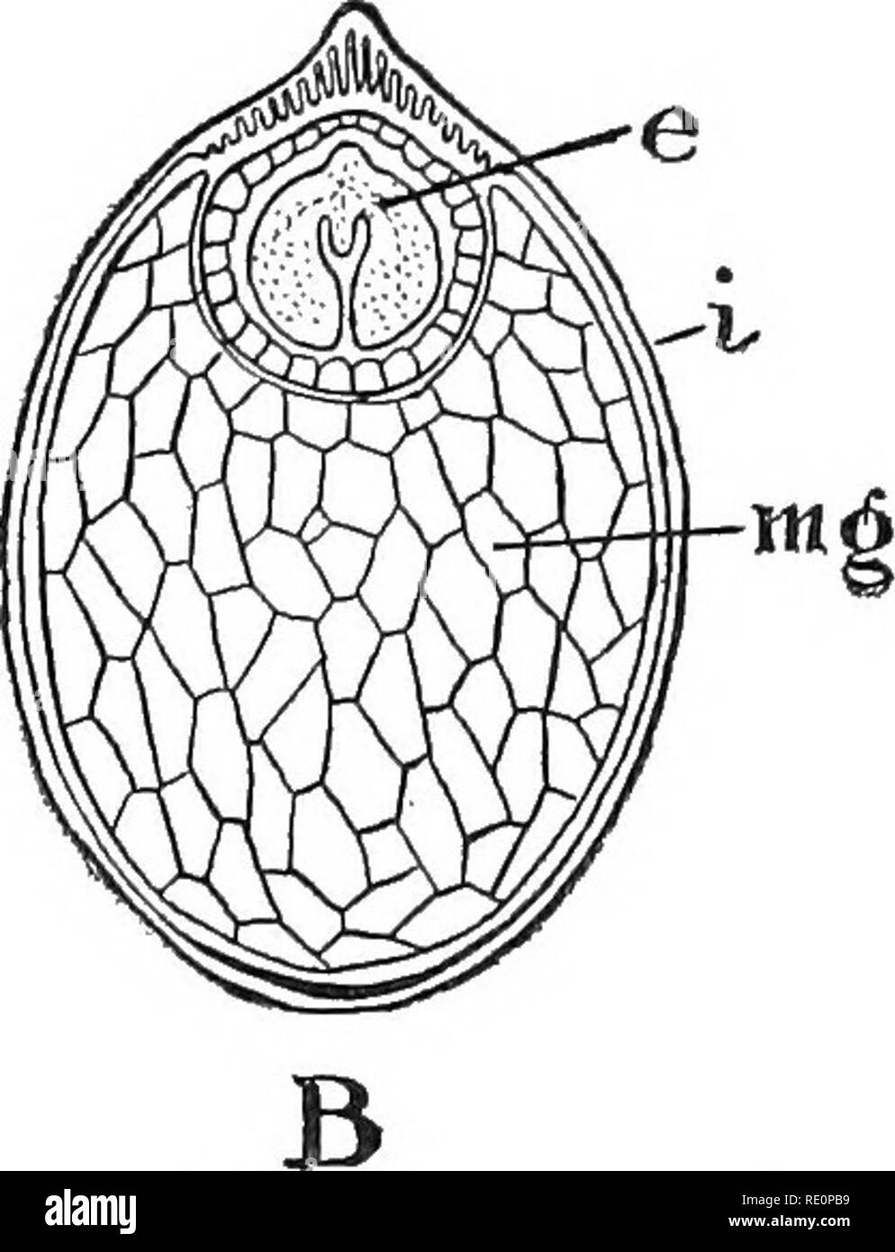 . Nature and development of plants. Botany. Fig. 276. Seed structure: A, section of a nearly mature seed of Lepid- ium. The stem of the embryo is differentiated below into a hypocotyl, hy, and above into an epicotyl, pi, commonly known in the seed as the plumule, r, root with root cap; c, the two cotyledons, which are bent over, lying one upon the other; v, vascular bundles extending through the stem into the cotyledons, where they form a network of veins; en, remains of endosperm. B, section of seed of water lily (after Conard)—e, embryo, surrounded by a layer of endosperm cells; mg, cells of Stock Photo