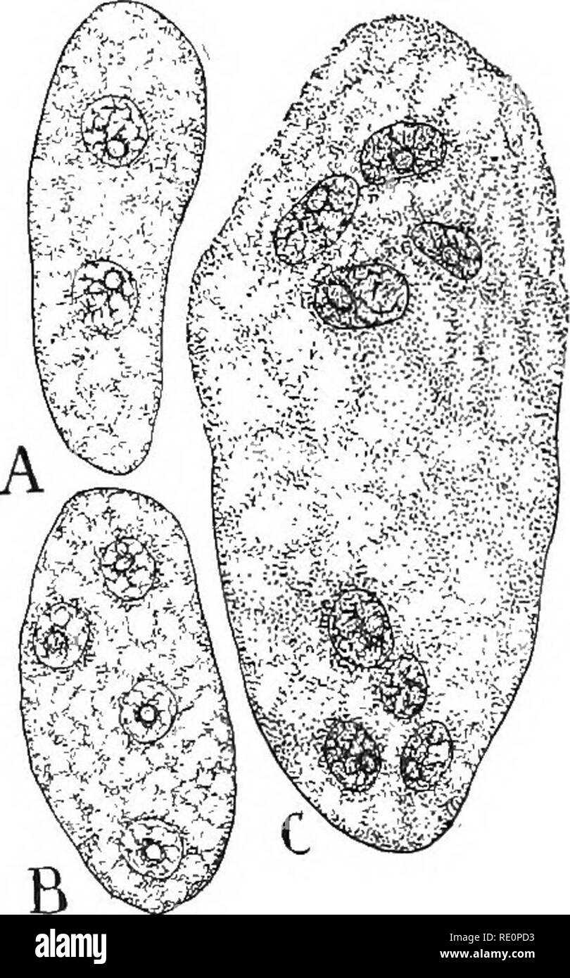 . Nature and development of plants. Botany. 390 GAMETOPHYTE OF ANGIOSPERMS vided with walls and consist of a rather larger cell, the female gamete, and two nourishing cells, the synergids or helpers (Fig. 271). The inner group or antipodal cells usually have walls and they are either soon disorganized and absorbed by the enlarging gametophyte or they may remain as permanent features of the gametophyte for a long time and even increase greatly in number, serving to nourish the gametophyte by absorbing food from the sporangium. The endosperm nucleus plays a very important role in the development Stock Photo