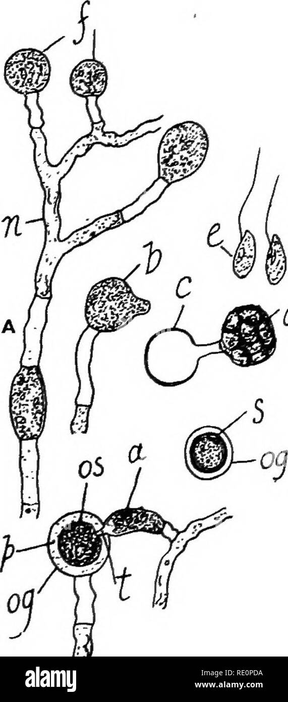 . Agricultural botany, theoretical and practical. Botany, Economic; Botany. 694 FUNGI it consists of generally non-septate, branched hypha, which derive their nourishment from the cell-contents of the plant through which they ramify. For a short time the fungus is confined within the body of the diseased seedling, but after extending itself through all parts of the latter, the hyphse grow out into the surrounding moist air and are able to reach across short distances to healthy neighbouring plants, which they immediately penetrate; in this manner the disease can spread from plant to plant. Mor Stock Photo