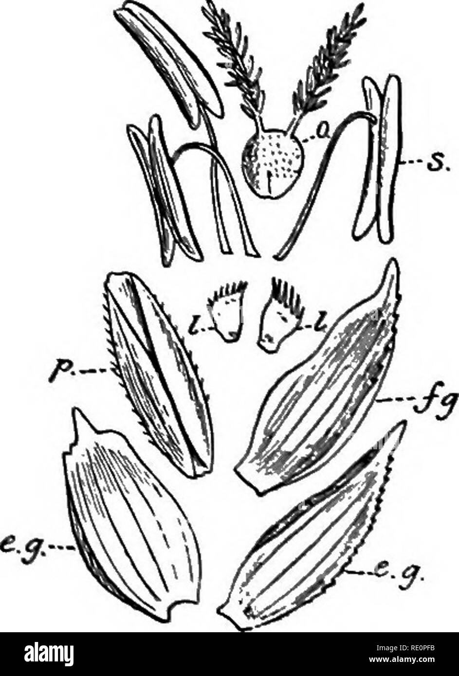 Flowering plants of india Black and White Stock Photos & Images Alamy