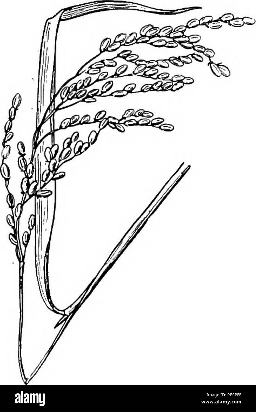 . A manual of Indian botany. Botany. Fig. 271.—One-flowered Spikelet of Dhan or Rice e.g-.. Pair of empty glutnes. p, Palea. f.g:. Flowerings glume. s, Stamens. /, Lodicules. s£t Stigma. panicle. The spikelets (fig. 270) are usually enclosed at the base by two empty bracts named glumes (outer or empty, glumes) (e.g.), one placed a little above the other; these glumes are succeeded by one or more glumes (flowering glumes) {f.g-), arranged distichously on the short rachis, and each of these embraces a single flower (although one or more of them are occasionally empty). Within and facing each flo Stock Photo