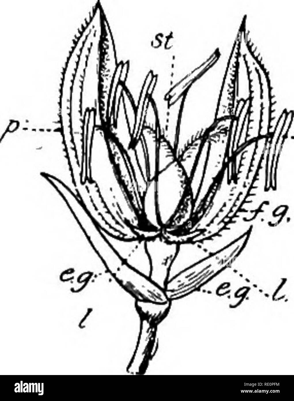 . A manual of Indian botany. Botany. 302 CLASSIFICATION. Fig. 271.—One-flowered Spikelet of Dhan or Rice e.g-.. Pair of empty glutnes. p, Palea. f.g:. Flowerings glume. s, Stamens. /, Lodicules. s£t Stigma. panicle. The spikelets (fig. 270) are usually enclosed at the base by two empty bracts named glumes (outer or empty, glumes) (e.g.), one placed a little above the other; these glumes are succeeded by one or more glumes (flowering glumes) {f.g-), arranged distichously on the short rachis, and each of these embraces a single flower (although one or more of them are occasionally empty). Within Stock Photo