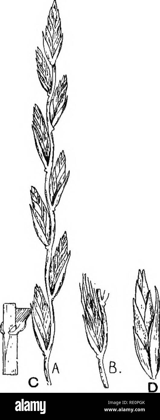 . Agricultural botany, theoretical and practical. Botany, Economic; Botany. 548 COMMON GRASSES OF THE FARM the awns of the spikelets are irritating and injurious to stock. Wall Barley {Hordeum murinum L.).âAn annual much re- sembling meadow barley, but met with on dry waste ground and about footpaths and roadsides near walls. It is not so tall as meadow barley, and is of no agricultural value. Genus Lolium. Inflorescence a spike ; one spikelet at each notch of the rachis; the spikelets are many-flowered, and are inserted so that they stand in the median line of the rachis, that is, the plane p Stock Photo