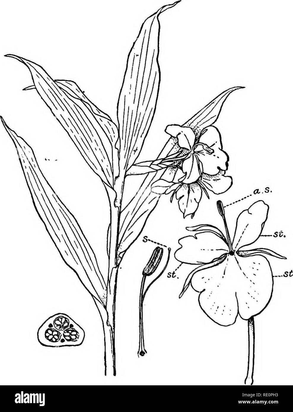 . A manual of Indian botany. Botany. PETALOIDE^ 289 of which are converted into bulbils, as in Globba bul- btfera (see fig. 23). Some species of Curcuma, as. Fig. a6a.—Dulal-champa {Hedychium coronarmm) si. Staminodia. ., Style and stigma taken out of the groove of the anther. U.S., Anther embracing stigma and style. sathi {Curcuma zeodoria), yield an inferior kind of Arrowroot. GastrocMlus longiflora is a stemless herb of Chhota Nagpur. 2. Marantacece or G7«7^«ce&lt;^.—Similar to Zingiber- (0945) 2°. Please note that these images are extracted from scanned page images that may have been digit Stock Photo