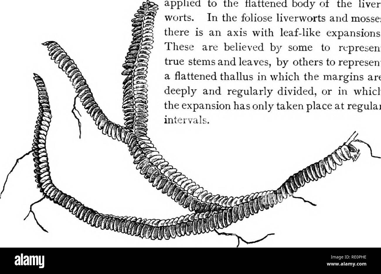 . Elementary botany. Botany. NUTRITION; MEMBERS PLANT BODY. 73 applied to the plant body of all