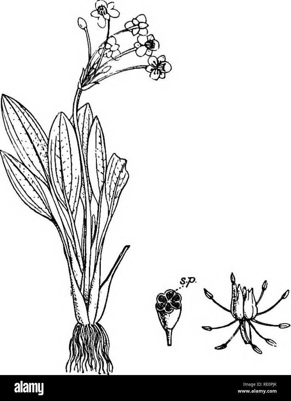 . A manual of Indian botany. Botany. PETALOIDE.E 283 (fig. 256), a common herb of marshes and rice-fields, with elliptic-acute radical leaves, milky juice, herma- phrodite flowers, and many ovules scattered over the inner wall of the carpels (superficial, s.p.). The perianths are petaloid and serve to attract insects. Nat. Order 5. Naiadacece.—Sca- pigerous marshy herbs, either sub- merged or float- ing, with elon- gated branched stems. Flowers hermaphrodite or unisexual, green and inconspicu- ous, in spikes, racemes, or spa- dices. Perianth o, or 4-parted, in- ferior. Stamens I to 6. Pistil o Stock Photo