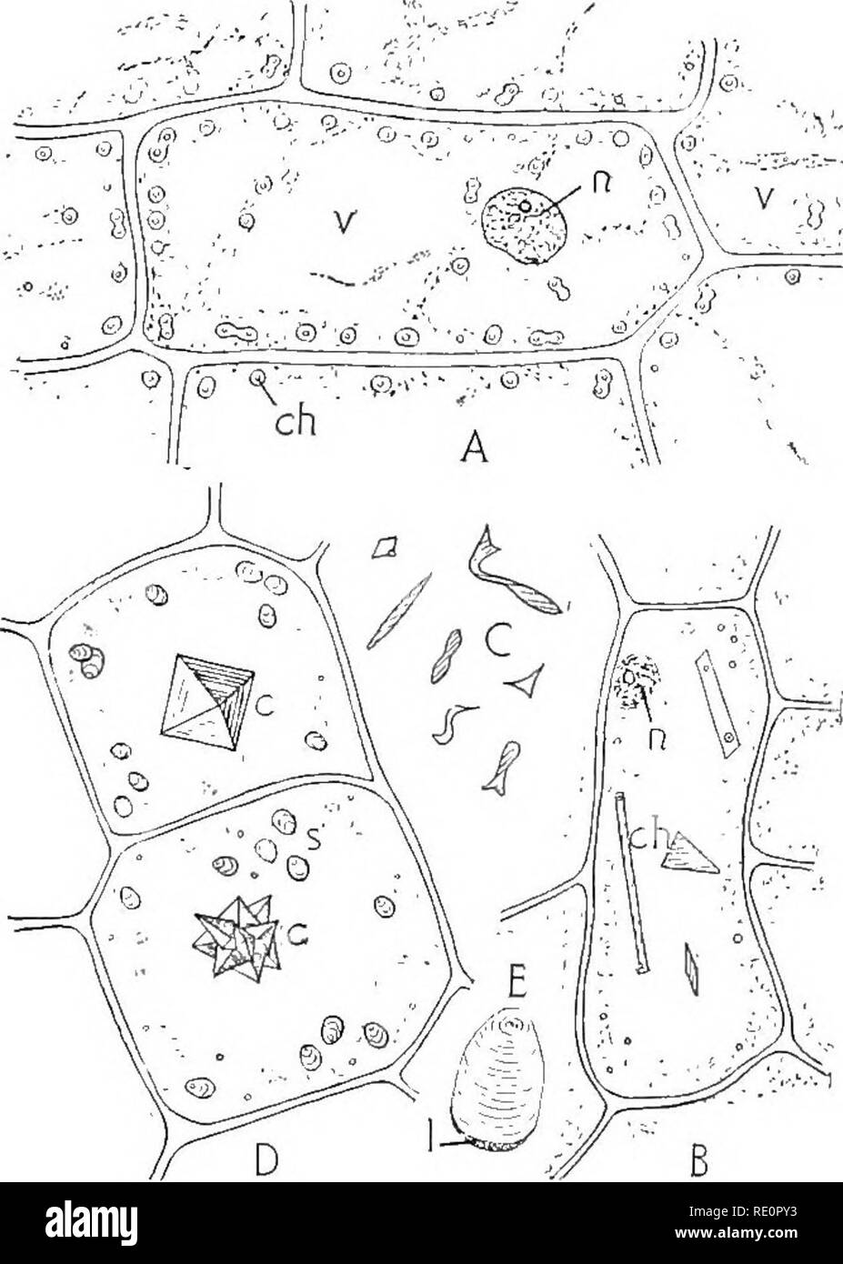 Plant Cell Not Labeled Black And White