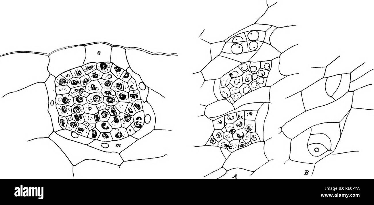 . The Eusporangiatae; the comparative morphology of the Ophioglossaceae and Marattiaceae. Ophioglossaceae; Marattiaceae. THE GAMETOPHYTh 129 angles to the primary division wall. The next divisions are, usually at least, anti- clinals (fig. 97, G), but before long the periclinal walls also are developed and sub- sequent divisions do not show any recognizable regularity in their sequence; there seems to be a good deal of variation in this respect, even in the same species. The number of cells ultimately formed varies a good deal, but the number of spermato- cytes finally developed is probably ne Stock Photo