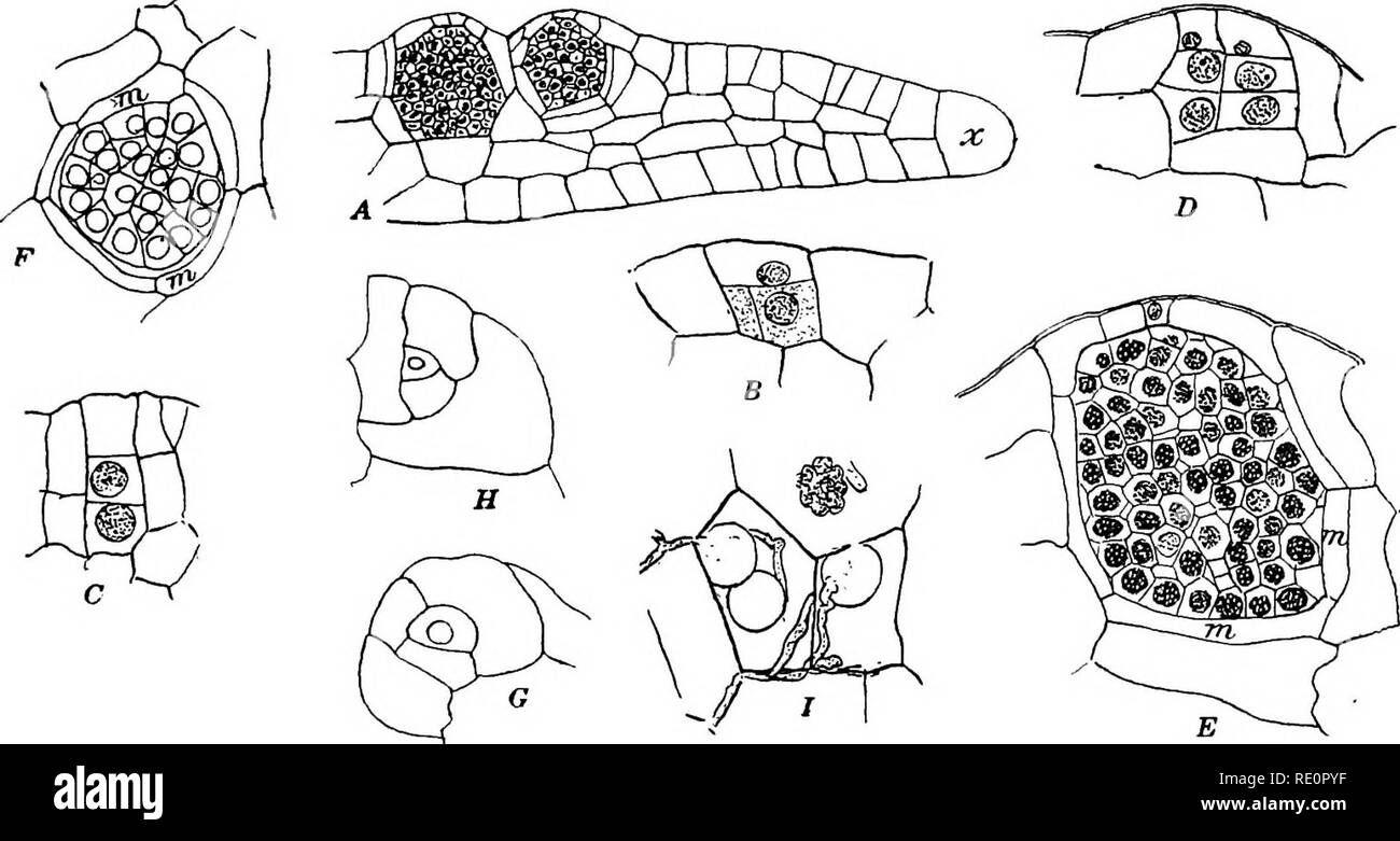. The Eusporangiatae; the comparative morphology of the Ophioglossaceae and Marattiaceae. Ophioglossaceae; Marattiaceae. THE GAMETOPHYTE 127 layers of cells. The form and division of the apical cells is exactly the same as in the other Marattiaceae. Stiff brown rhizoids are developed upon the lower surface and are mainly confined to the midrib, over which they may be evenly distributed, or there may be certain regions of considerable extent which are quite destitute of them. The rhizoids in all the species which have yet been examined are truly multicellular, as was correctly shown by Brebner  Stock Photo