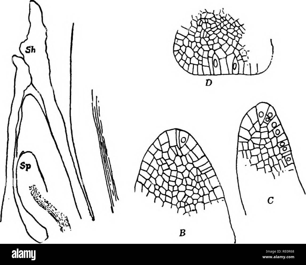 . The Eusporangiatae; the comparative morphology of the Ophioglossaceae and Marattiaceae. Ophioglossaceae; Marattiaceae. no THE OPHIOGLOSSALES Sterile lamina. In the larger species, like B. virgtntanum, many hundred sporangia may be developed upon a single sporangiophore. In these larger and more special- ized forms the sporangium is usually smaller and is better differentiated, always having a more or less distinct pedicel. The form of the sporangiophore in Helminthostach s is to some extent inter- mediate between that of Ophioglossum and Botrychium, but on the whole comes nearer to Botrychi Stock Photo