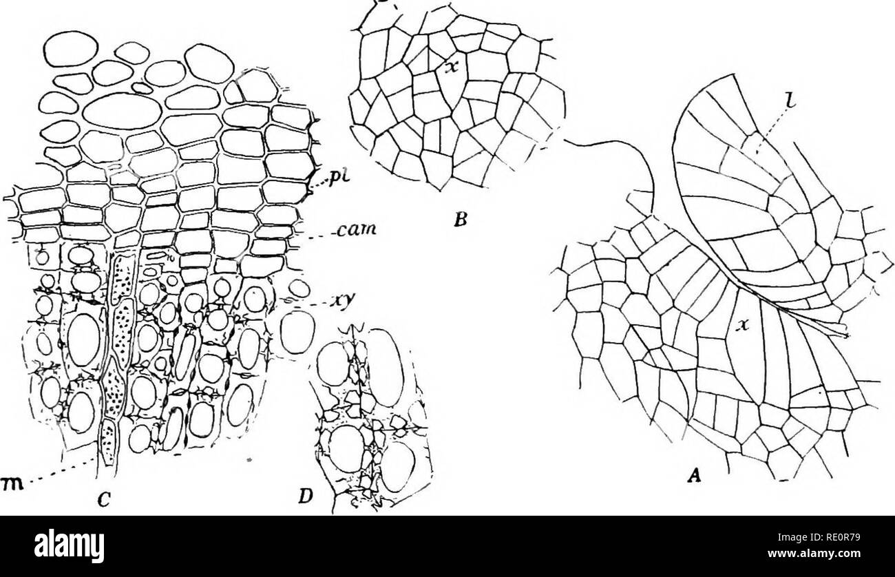 . The Eusporangiatae; the comparative morphology of the Ophioglossaceae and Marattiaceae. Ophioglossaceae; Marattiaceae. 102 THE OPHIOGLOSSALES through the mesophyll do not project at the surface as veins. In the section Phyllo- trichtum, where the sterile lamina is horizontal, stomata are developed only upon the lower surface. In these forms the mesophyll is more compact upon the upper side, but does not develop a distinct palisade layer. The epidermal cells may be simply elongated, e. g., B. lanuginosum, or they may be undulate, e. g., B. virgtntanum. The development of the stomata was exami Stock Photo