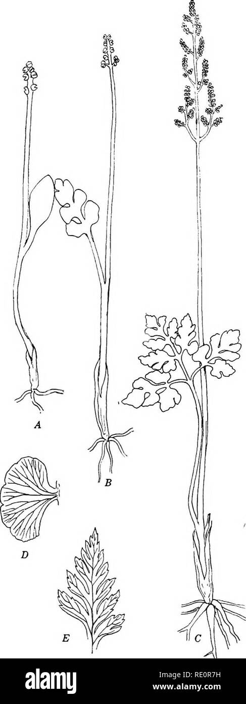 . The Eusporangiatae; the comparative morphology of the Ophioglossaceae and Marattiaceae. Ophioglossaceae; Marattiaceae. Fio. 71. Ophioglossum simplex Ridley (after Bower). The fertile leaf has no sterile lamina.. Fig. 72.—(A-D, after Luerssen.) A, B. Botrychium simplex Hitchcock. C,B. lernatum Swz. D, B. lunaria (L.) Swz. E, B, virginianum (L.) Swz.. Please note that these images are extracted from scanned page images that may have been digitally enhanced for readability - coloration and appearance of these illustrations may not perfectly resemble the original work.. Campbell, Douglas Houghto Stock Photo