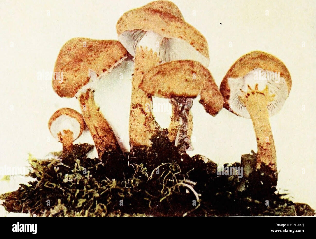 . The mushroom book : a popular guide to the identification and study of our commoner Fungi, with special emphasis on the edible varieties . Mushrooms; Mushrooms, Edible; Cookery (Mushrooms); cbk. Lepiota Friesii, Lasch. (edible). See page 65. ..,,,,.... ...^^  . 1 1 i 1 i 1 ,.^-- %^:-^ # w. â -^y .aiL .^UIK'W^k i j/ci WB^^j? 1 Li  â *â¢- â J^J^ 1 m wk-: ; :^v^ -â â :^Â»-&quot;'''' ^' ' 1. -'â â â ^â .^im ^â Ki^ibi-^..' .--'-'â ' -^ &quot;* ' ' ^ 1 â '''^:-rm 6; T'^'-j . ^ /--W^-u ^ 'M X Cortinarius alboviolaceus, Fr. Reduced. See page 86.. Please note that these images are extracted from scan Stock Photo
