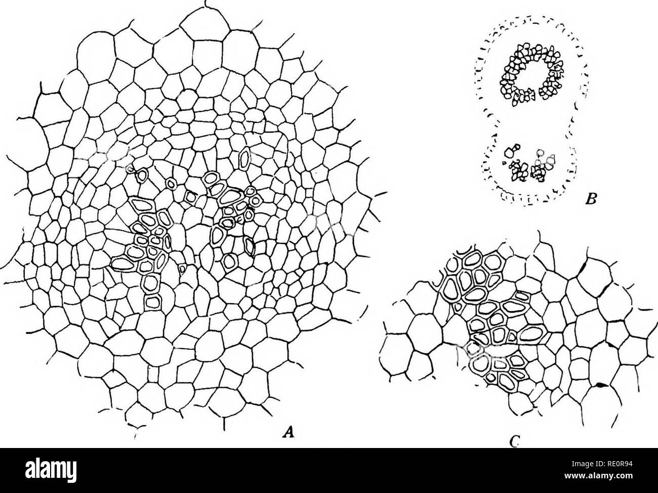 The Eusporangiatae The Comparative Morphology Of The Ophioglossaceae The Eusporangiatae The Comparative Morphology Of The Ophioglossaceae