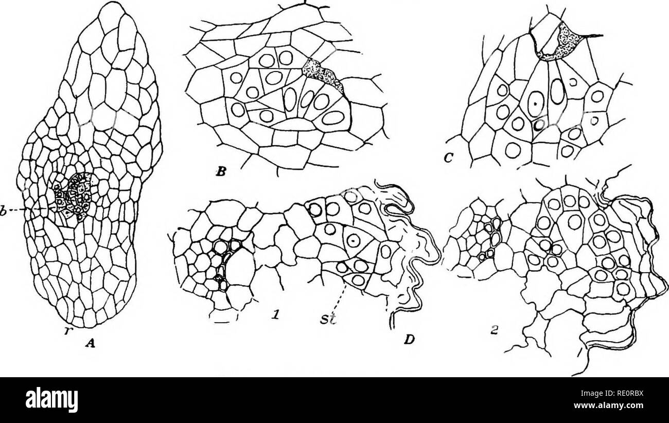 . The Eusporangiatae; the comparative morphology of the Ophioglossaceae and Marattiaceae. Ophioglossaceae; Marattiaceae. 40 THE OPHIOGLOSSALES developed at an early period. The stele of the second root joins that of the first where the latter joins the foot (fig. 2i, D). The primary root in 0. pendulum is, usually at least, diarch. DEVELOPMENT OF THE PRIMARY BUD IN OPHIOGLOSSUM MOLUCCANUM. The several terrestrial species of Ophioglossum growing at Buitenzorg and associated under the name 0. moluccanum differ strikingly from 0. vulgatum in the further history of the young sporophyte as well as  Stock Photo