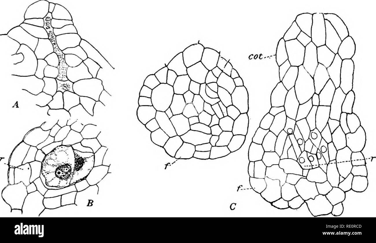 . The Eusporangiatae; the comparative morphology of the Ophioglossaceae and Marattiaceae. Ophioglossaceae; Marattiaceae. 34 THE OPHIOGLOSSALES II. THE EMBRYO. The development of the embryo in the Ophioglossaceae has been more or less completely studied in Ophioglossum pedunculosum, 0. vulgatum, 0. moluccanum, 0. pendulum, Botrychium virginianum, B. lunaria, and B. ohltquum (Mettenius 1, Bruchmann 1 and 2, Lang 1, Campbell 8, Jeffrey 1, Lyon 1). The first division in the young embryo in all of these is usually approximately transverse, although there may be a good deal of variation in this resp Stock Photo