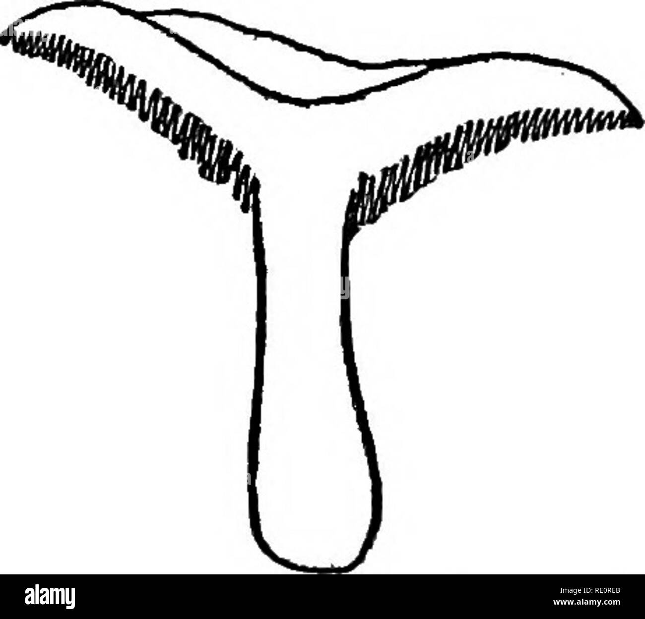 Club Fungi Black And White Stock Photos Images Alamy