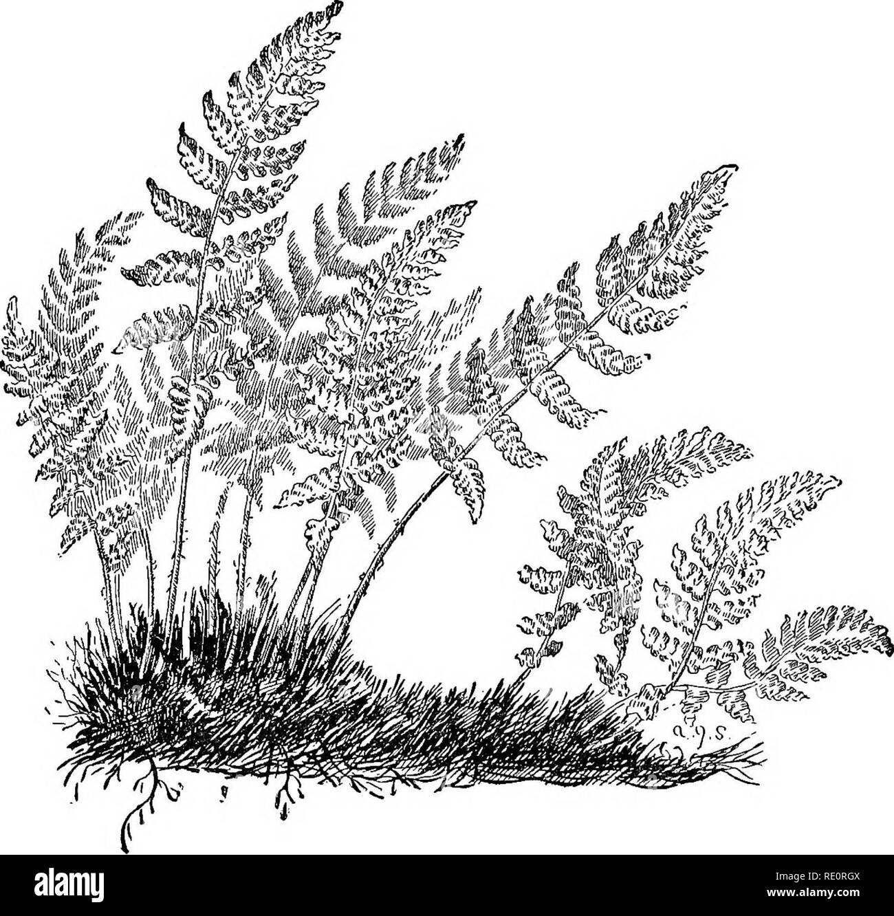 . How to know the ferns; a guide to the names, haunts and habits of our common ferns. Ferns. PLATE XXXiX. RUSTY WOODSIA 199. Please note that these images are extracted from scanned page images that may have been digitally enhanced for readability - coloration and appearance of these illustrations may not perfectly resemble the original work.. Parsons, Frances Theodora, 1861-1952. New York, C. Scribner's Sons Stock Photo