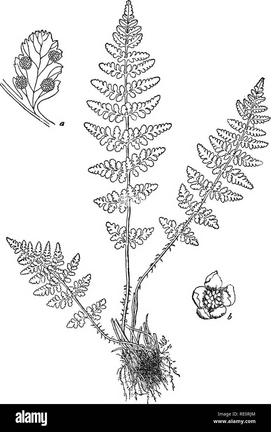 . How to know the ferns; a guide to the names, haunts and habits of our common ferns. Ferns. BLUNT-LOBED WOODSIA a Portion of pinna 6 Fruit-dot nnagnified, showing mdusium. Please note that these images are extracted from scanned page images that may have been digitally enhanced for readability - coloration and appearance of these illustrations may not perfectly resemble the original work.. Parsons, Frances Theodora, 1861-1952. New York, C. Scribner's Sons Stock Photo