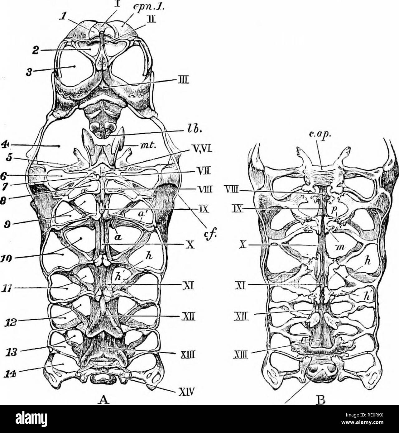 . An introduction to the study of zoology : by T. H. Huxley, F. R. S. ; with eighty-two illustrations. Crayfish; Zoology. THE CEPHALOTHOEAX. 153 which lie immediately in front of the hindermost, there is a small round aperture for the attachment of the. Fig. 39.—AstacMsJluviatiliii.—The oeplialothoraoio etema and the endo- phragmal system (x 2). A, from beneath ; S, from above, a, a.', arthrophragms or partitions between the articular cavities for the limbs ; cap, cephalic apodeme ; of, cervical fold ; epn. 1, epimeron of the antennulary somite; h, anterior, and K, posterior horizontal process Stock Photo