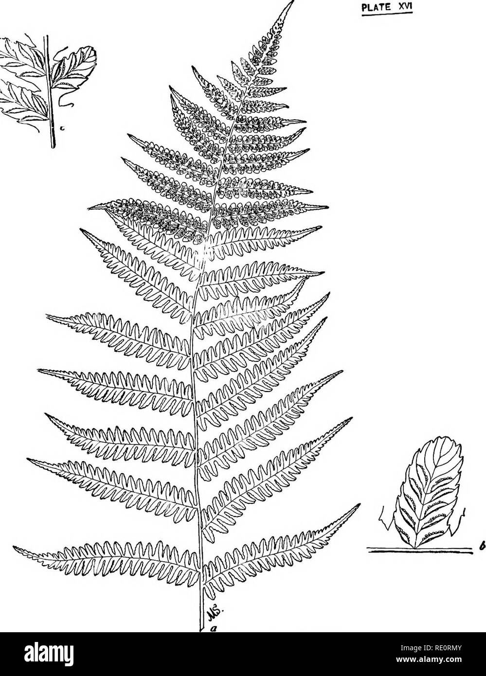 . How to know the ferns; a guide to the names, haunts and habits of our common ferns. Ferns. PLATE XVI. a Upper part of fertile frond of Silvery Spleenwort i Portion of fruiting pinna c Portion of pinna showing double fruit-dot.. Please note that these images are extracted from scanned page images that may have been digitally enhanced for readability - coloration and appearance of these illustrations may not perfectly resemble the original work.. Parsons, Frances Theodora, 1861-1952. New York, C. Scribner's Sons Stock Photo