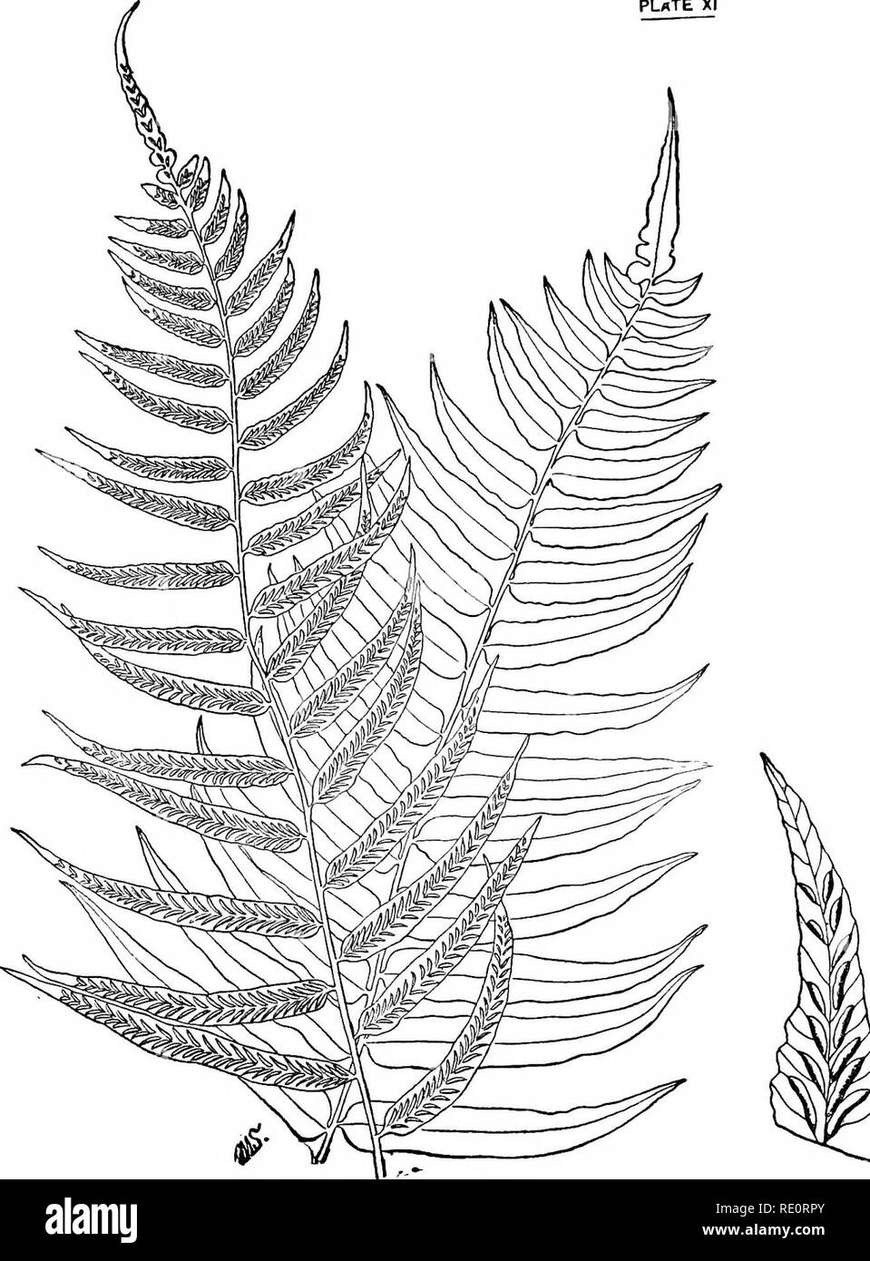 . How to know the ferns; a guide to the names, haunts and habits of our common ferns. Ferns. PL«TE XI. NARROW-LEAVED SPLEENWORT a Mignifnd pinna of f«rtil« frond 99. Please note that these images are extracted from scanned page images that may have been digitally enhanced for readability - coloration and appearance of these illustrations may not perfectly resemble the original work.. Parsons, Frances Theodora, 1861-1952. New York, C. Scribner's Sons Stock Photo